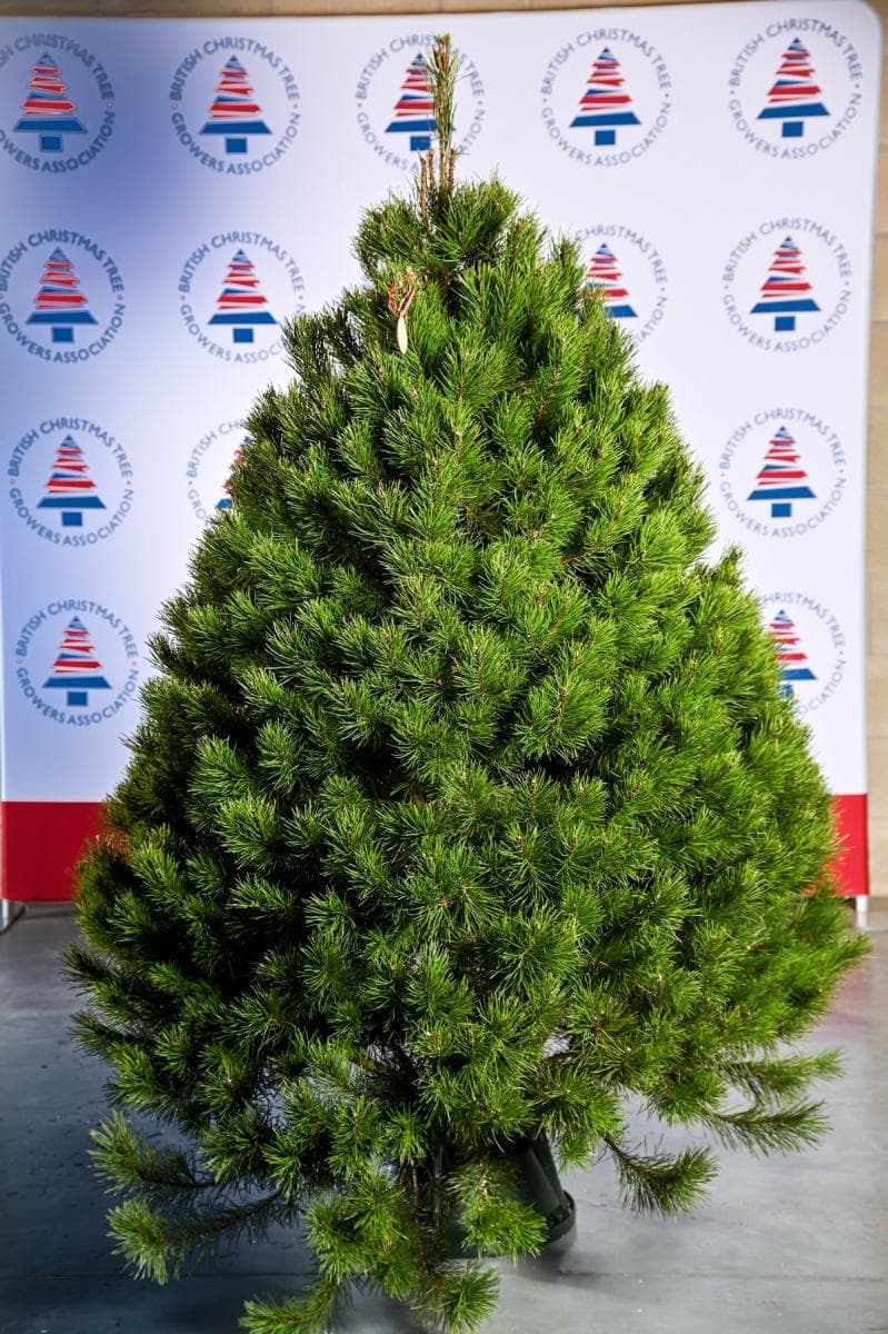 Lodgepole Pine