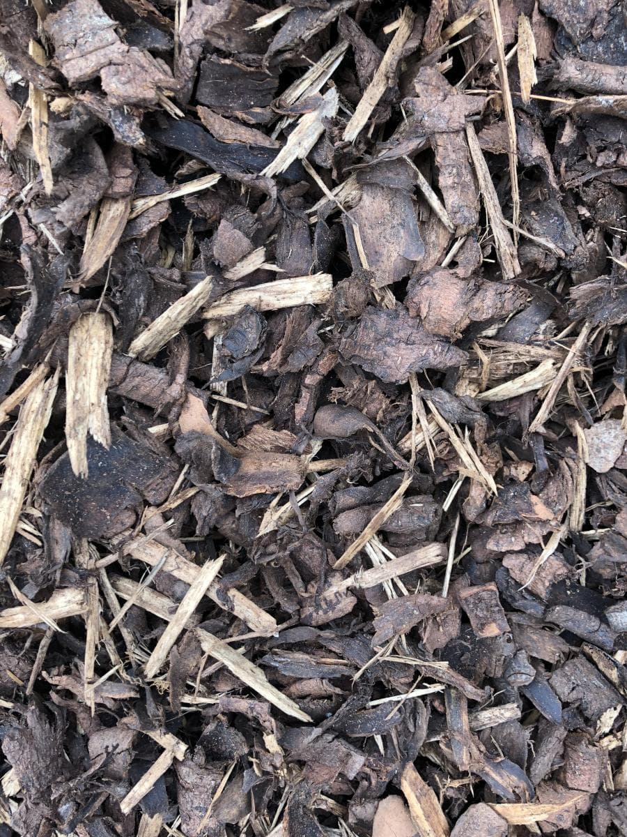 Forest Bark