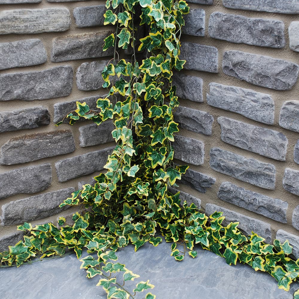 Global Stone Old Rectory Walling Monsoon 215 x 100mm