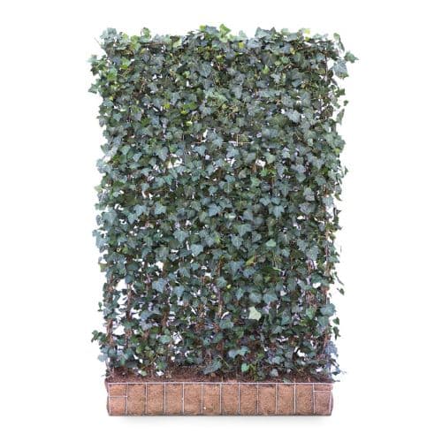 Hedging Screen - Hedera Hibernica - 1200mm x 1800mm
