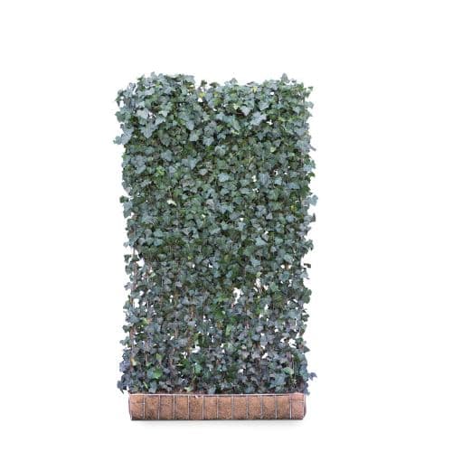 Hedging Screen - Hedera Helix Woerner - 1200mm x 2200mm