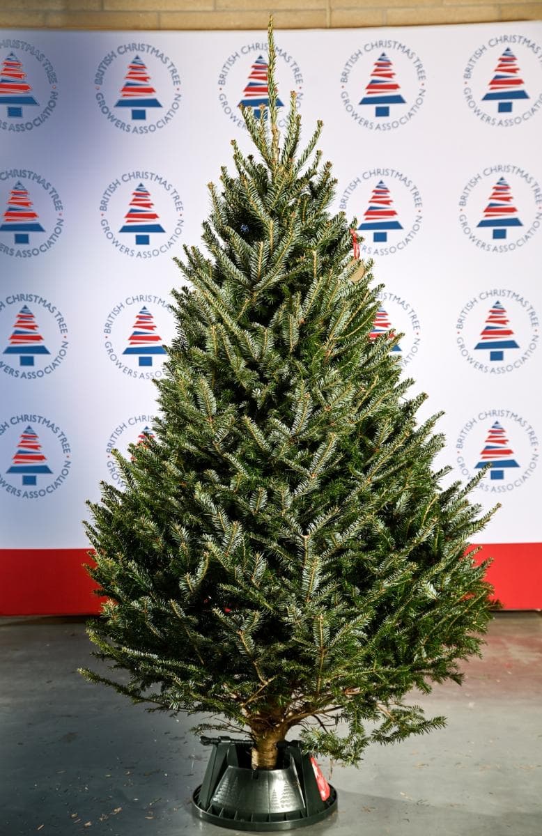 Fraser Fir