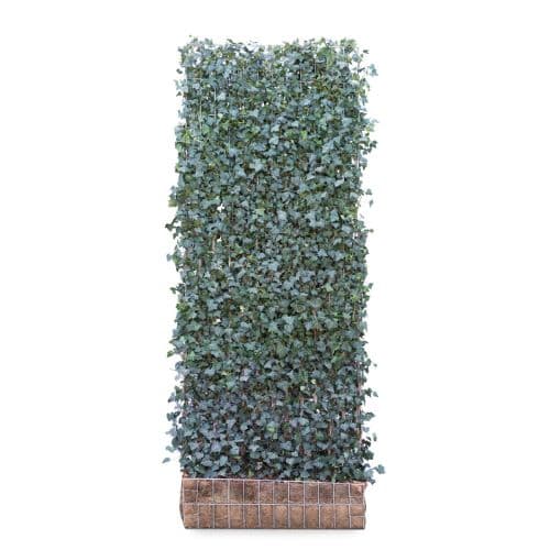 Hedging Screen - Hedera Helix Woerner - 1200mm x 3000mm
