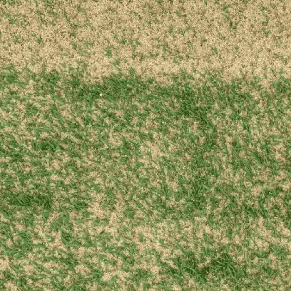 Lawn Dressing Sand for lawns and over-seeding
