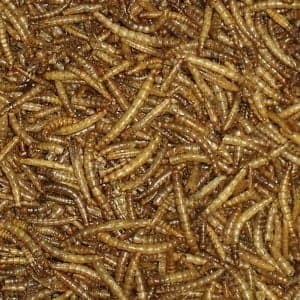 Dried Mealworms