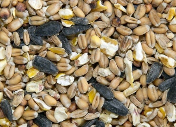 Premium Wild Bird Seed